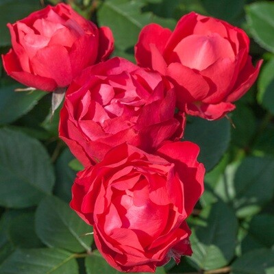 Rosa Rose - Paesaggistiche - Meilland Cherry Bonica® - Vaso 18