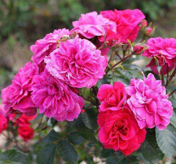 Rosa Rose, Paesaggistiche, Meilland Sangria® - Vaso 3 litri