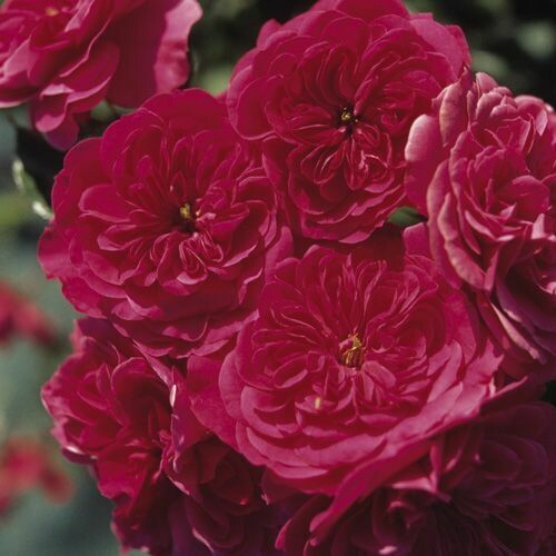 Rosa Rose, Paesaggistiche, Meilland Sangria® - Vaso 3 litri
