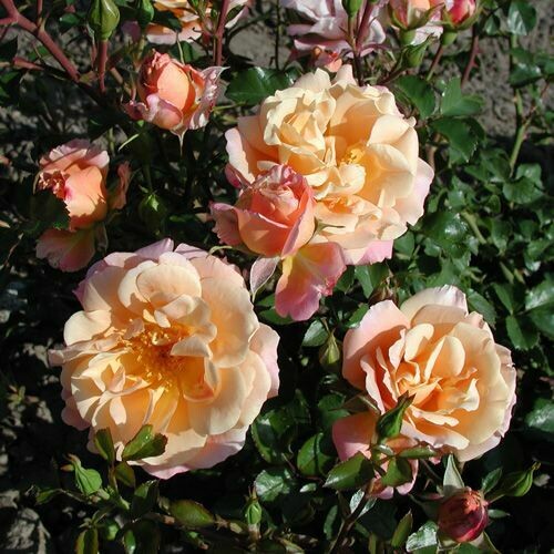 Rosa Paesaggistica, Rose Paesaggistiche, Kordes Cubana® - vaso Ø18 cm