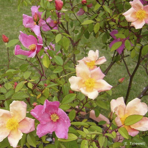 Rosa Rose, Paesaggistiche, Chinensis Mutabilis - Vaso Ø18 cm