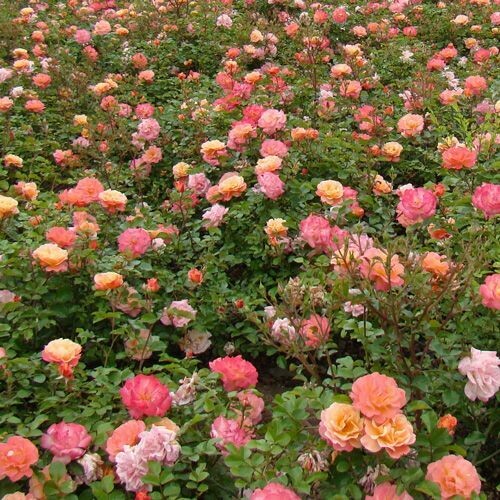 Rosa Paesaggistica, Rose Paesaggistiche, Kordes Cubana® - vaso Ø16 cm