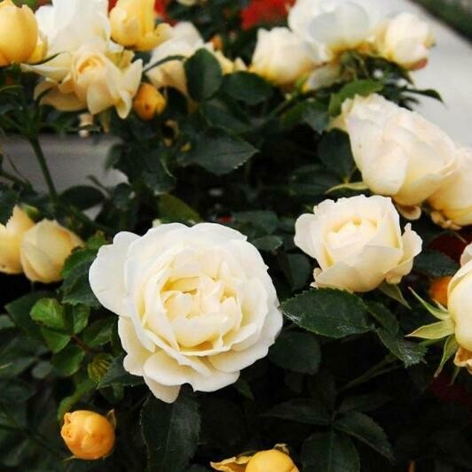 Rosa Paesaggistica, Rose Paesaggistiche Meilland Popcorn Drift® - vaso 1,5 litri