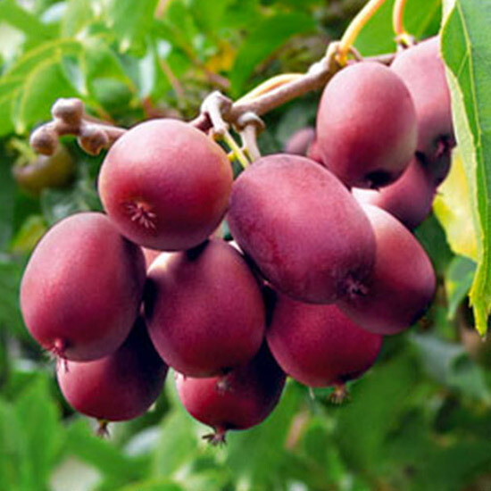 Actinidia Arguta Mini-kiwi Ken&#39;s Red, Kiwi Rosso senza pelo - vaso Ø18 cm quadrato alto