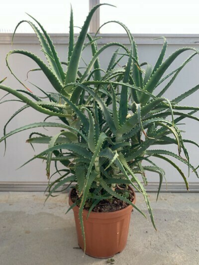 Aloe Arborescens v35