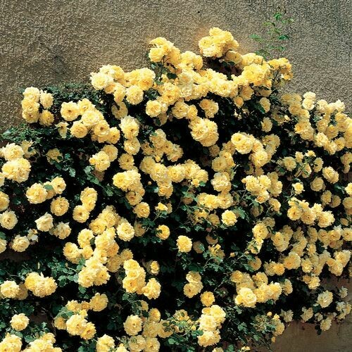 Rosa Rose - Rampicanti - Meilland Rimosa® Gpt - Vaso Ø24 cm