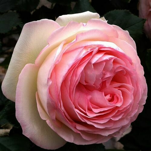 Rosa, Rose Rampicanti Meilland Pierre De Ronsard ® Gpt - vaso Ø24 cm, 1 canne