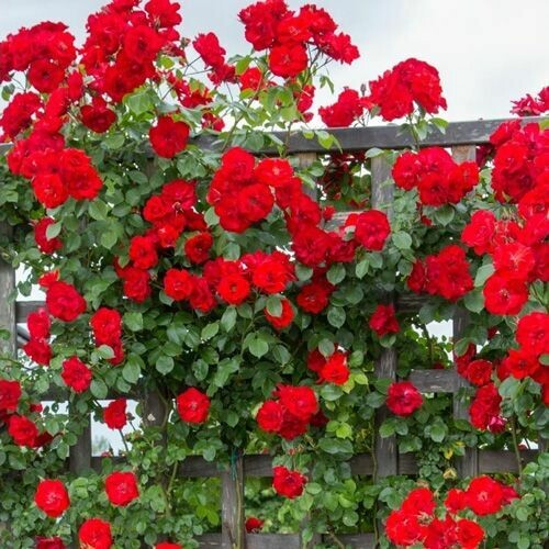 Rosa Rose - Rampicanti - Meilland La Sevillana® Gpt - Vaso Ø20 cm