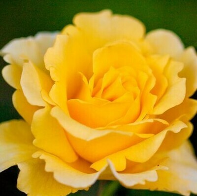 Rosa Rose - Rampicanti - Meilland Rimosa® Gpt - Vaso 22 3 canne