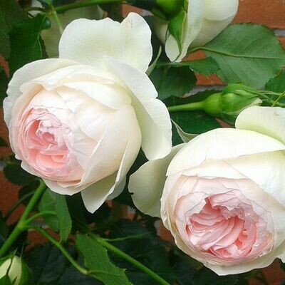 Rosa Rose - Rampicanti - Meilland Palais Royal® vaso 18 3 canne