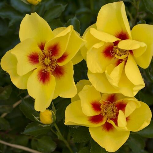 Rosa Rose, Rampicanti, Meilland Eyeconic® - vaso Ø19 cm Rosa Rose, Rampicanti, Meilland Eyeconic® - vaso Ø19 cm