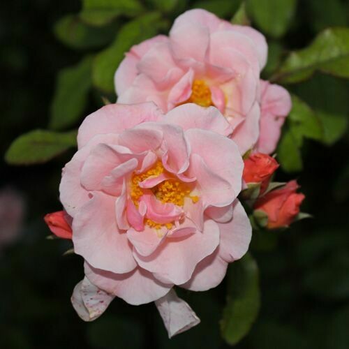 Rosa Rose - Rampicanti - Meilland Clair Matin® Gpt - Vaso 22 3 canne