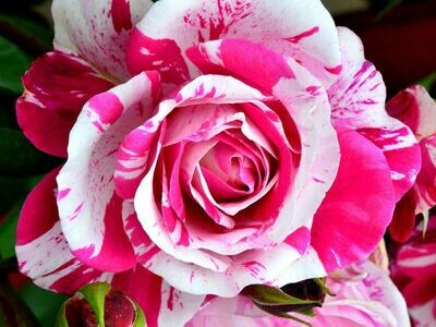 Rosa Rose - Rampicanti - Meilland Ines Sastre® vaso 18 h 40 ( MESSINEO)