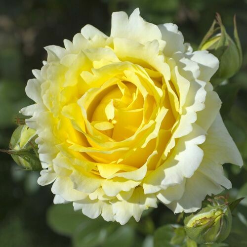 Rosa Rose - Rampicanti - Meilland Cyrano de Bergerac® Gpt - Vaso 18
