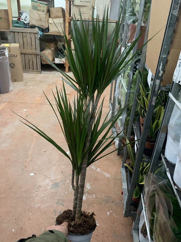 Dracena Marginata, Dracena - vaso Ø 17cm, H 80 cm (vaso incluso)
