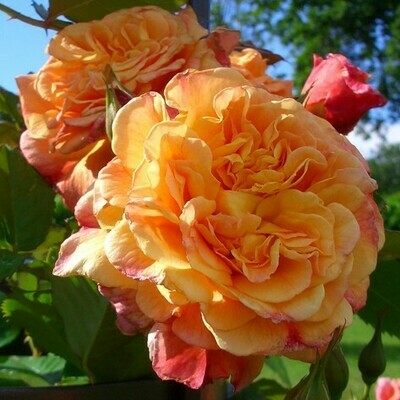 Rosa Rose - Rampicanti - Kordes Aloha - Vaso 22 3 canne