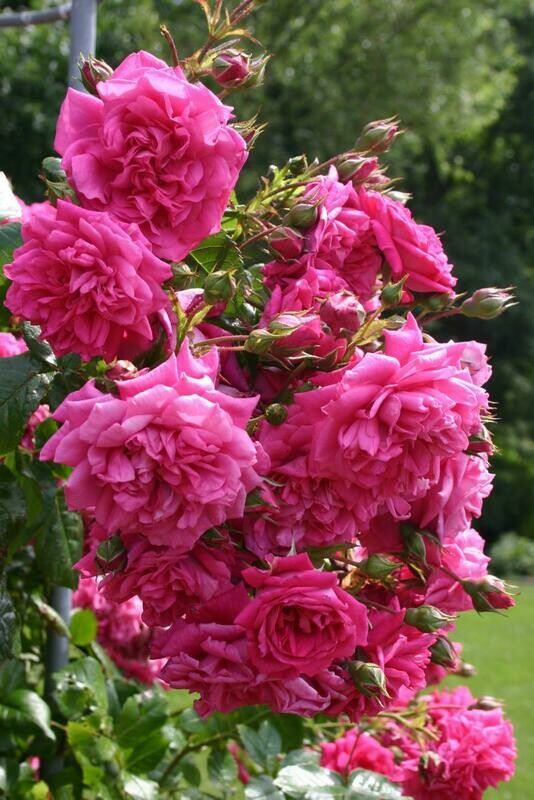Rosa Rampicante 'Kordes Laguna'®, Rose Rampicanti - vaso Ø24 cm