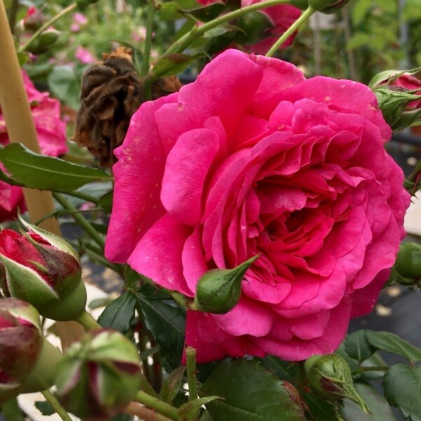 Rosa Rampicante &#39;Kordes Laguna&#39;®, Rose Rampicanti - vaso Ø18 cm