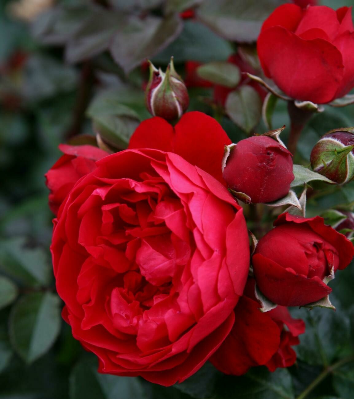 Rosa Rose - Rampicanti - Kordes Florentina - Vaso 18