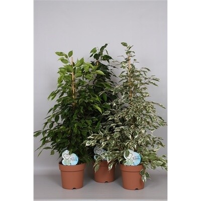 Ficus benjamina &#39;Danielle&#39;, Ficus &#39;Danielle&#39; - vaso Ø21 cm