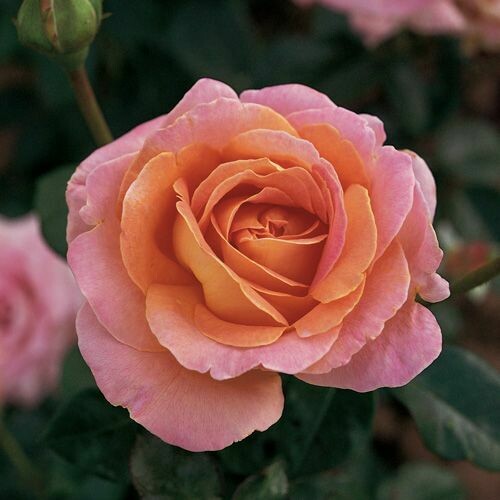ROSA, ROSE GRANDI FIORI MEILLAND ELLE® - vaso 22x22 cm