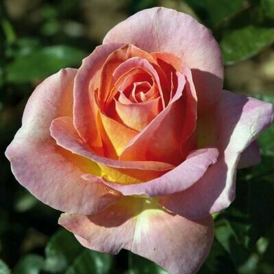 Rosa Rose - Grandi Fiori - Meilland Elle® - Vaso 22x22