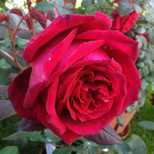 Rosa Rose, Grandi Fiori, Meilland Botero® - Vaso Ø20x26,5 cm