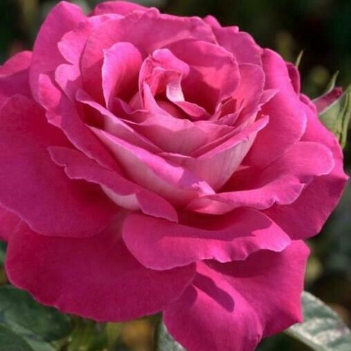 Rosa Rose - Grandi Fiori - Meilland Baronne Edmond de Rothschild® - Vaso 20x26