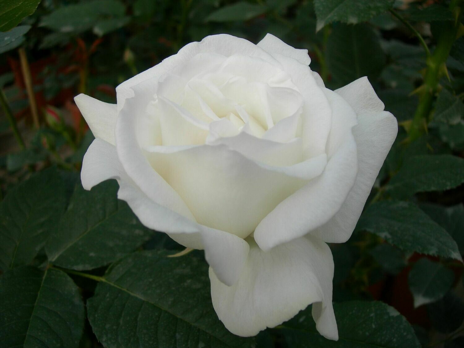 Rosa Rose - Grandi Fiori - Meilland Cosmos® - Vaso 22x22