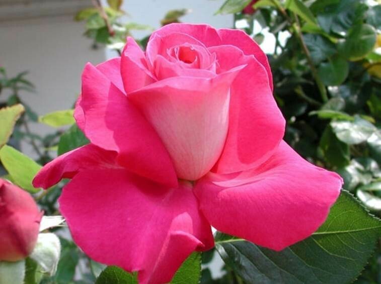 Rosa Rose - Grandi Fiori - Meilland Baronne Edmond de Rothschild® - Vaso 20x26