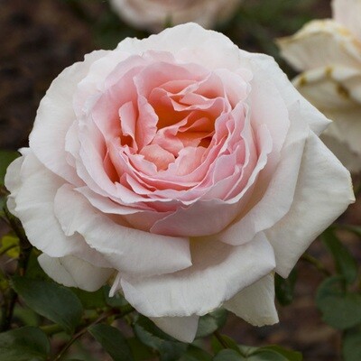 Rosa Rose - Grandi Fiori - Meilland Andre Le Notre® - Vaso 22x22