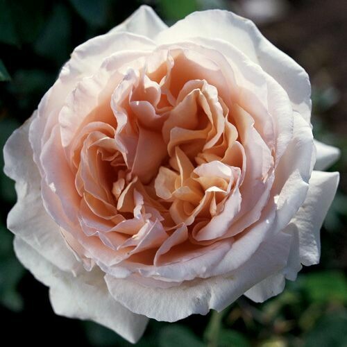 Rosa Rose - Grandi Fiori - Meilland Andre Le Notre® - Vaso 19