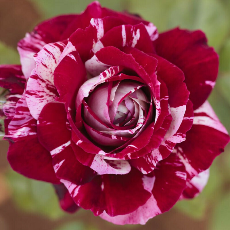 Rosa Rose, Grandi Fiori, Meilland Julio Iglesias® - vaso 20x26 cm