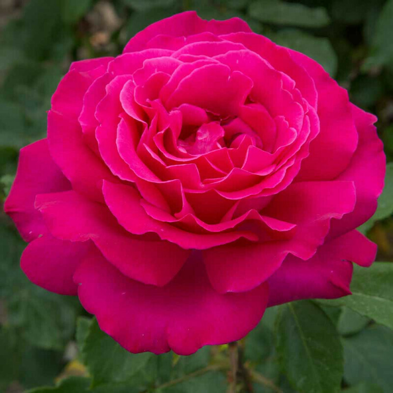 Rosa Rose, Grandi Fiori,  Meilland Velasquez® - Vaso 22x22