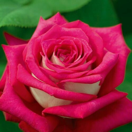 Rosa Rose - Grandi Fiori - Meilland Monica Bellucci ® - Vaso 18 Rosa Rose - Grandi Fiori - Meilland Monica Bellucci ® - Vaso 18