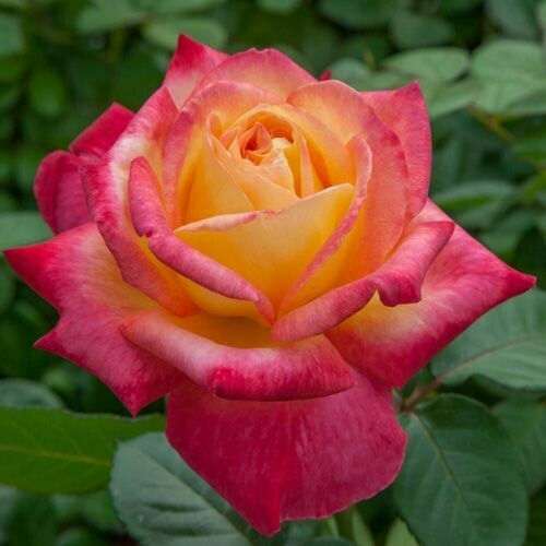 Rosa Rose - Grandi Fiori - Meilland Pullman Orient Express ® - Vaso 22x22