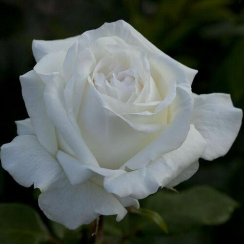 Rosa Rose - Grandi Fiori - Meilland Pierre Arditi® - Vaso 22x22