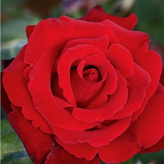 Rosa Rose - Grandi Fiori - Meilland Marcel Pagnol® - Vaso 22