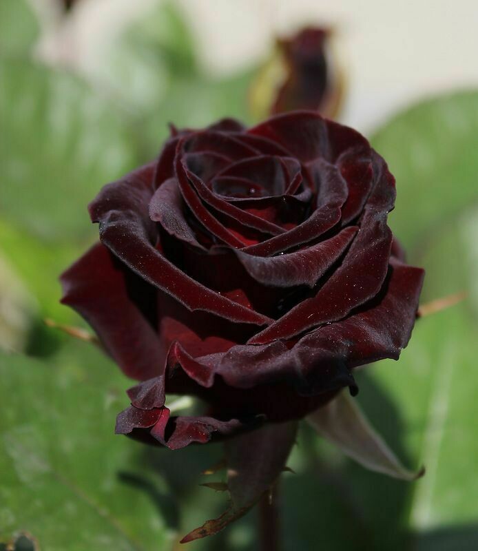 Rosa Grandi Fiori Meilland Black Baccara® - vaso Ø20 cm