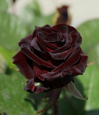 Rosa Rose - Grandi Fiori - Meilland Black Baccara® - Vaso 24
