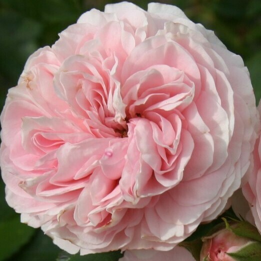 Rosa Rose - Paesaggistiche - Kordes Larissa® Rosa &#39;Larissa&#39; - Vaso 18