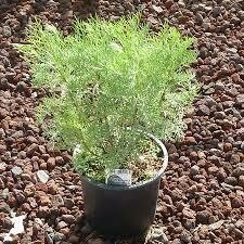ABROTANO - Artemisia Abrotanum - v14