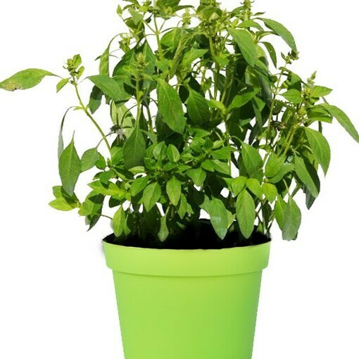 Basilico limone, Ocimum basilicum citriodorum - vaso Ø14 cm