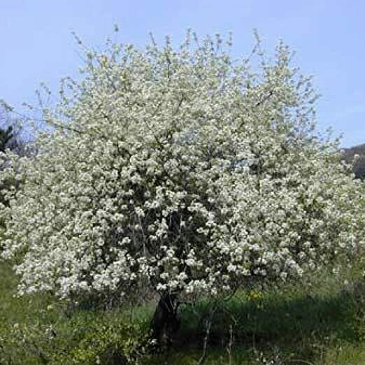 TEC-PRENOTAZIONE & RITIRO GRATUITO - ALBERO - Prunus mahaleb / Ciliegio Canino / Ciliegio di Santa Lucia  ( pianta in alveolo forestale h 25-60 cm)