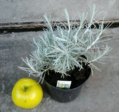 Helichrysum italicum, Elicrisio - vaso Ø 14cm