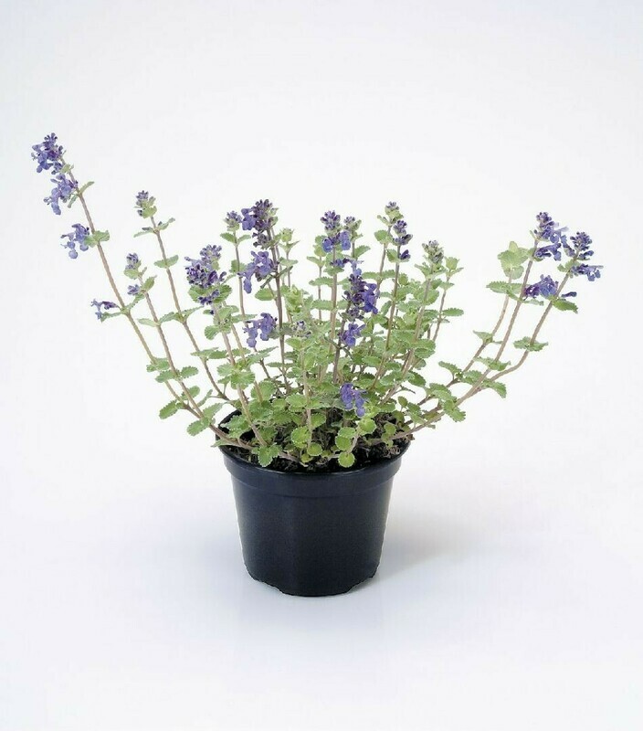 Erba lepre - Nepeta mussinii - v14