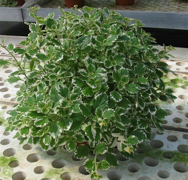 Plectranthus coleoides variegatus- Falso Incenso- vaso Ø 17 cm