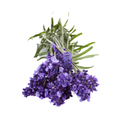 LAVANDA ANGUSTIFOLIA “HIDCOTE BLUE” - Lavandula angustifolia “Hidcote blu” - v18 LAVANDA NANA