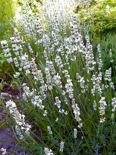 Lavanda Ibrida &#39;Edelweiss&#39;, Lavandula x intermedia &#39;Edelweiss&#39; - Lavanda bianca - vaso Ø18 cm