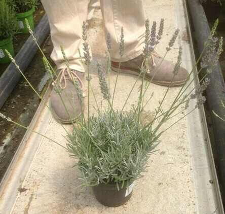 Lavanda Ibrida, &#39;Grosso&#39;, Lavandula x Intermedia &#39;Grosso&#39; - vaso Ø14 cm
